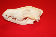 Load image into Gallery viewer, Large Wolf Skull - 2021-29
