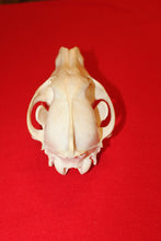 Load image into Gallery viewer, Large Wolf Skull - 2021-29
