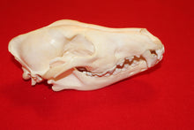 Load image into Gallery viewer, Large Wolf Skull - 2021-29
