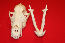 Load image into Gallery viewer, Large Wolf Skull - 2021-29
