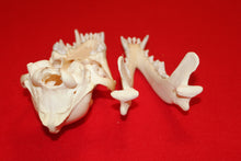 Load image into Gallery viewer, Large Wolf Skull - 2021-29
