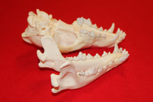 Load image into Gallery viewer, Large Wolf Skull - 2021-29
