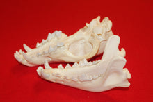 Load image into Gallery viewer, Large Wolf Skull - 2021-29
