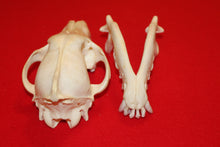 Load image into Gallery viewer, Large Wolf Skull - 2021-29
