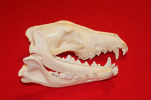 Load image into Gallery viewer, Large Wolf Skull - 2021-29
