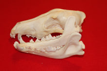 Load image into Gallery viewer, Large Wolf Skull - 2021-29
