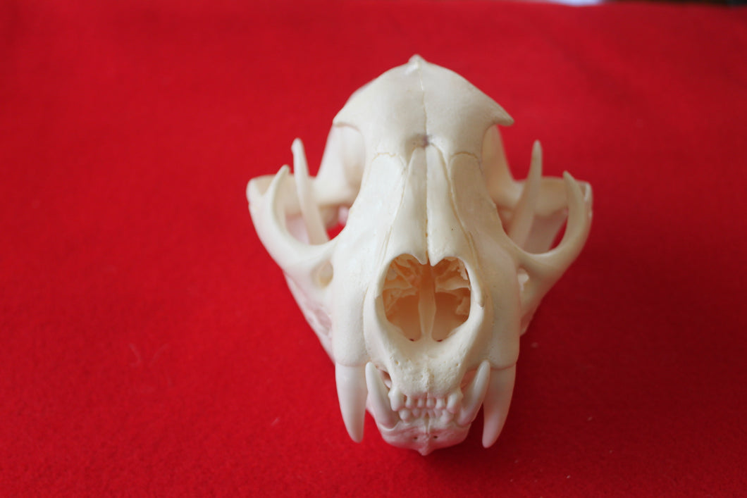 XXL MOUNTAIN LION SKULL # 2022--08