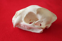 Load image into Gallery viewer, XXL MOUNTAIN LION SKULL # 2022--08
