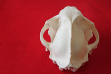 Load image into Gallery viewer, XXL MOUNTAIN LION SKULL # 2022--08
