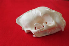 Load image into Gallery viewer, XXL MOUNTAIN LION SKULL # 2022--08
