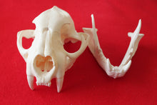 Load image into Gallery viewer, XXL MOUNTAIN LION SKULL # 2022--08
