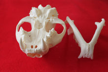 Load image into Gallery viewer, XXL MOUNTAIN LION SKULL # 2022--08
