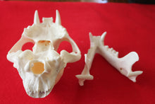 Load image into Gallery viewer, XXL MOUNTAIN LION SKULL # 2022--08
