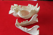 Load image into Gallery viewer, XXL MOUNTAIN LION SKULL # 2022--08
