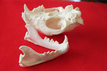 Load image into Gallery viewer, XXL MOUNTAIN LION SKULL # 2022--08
