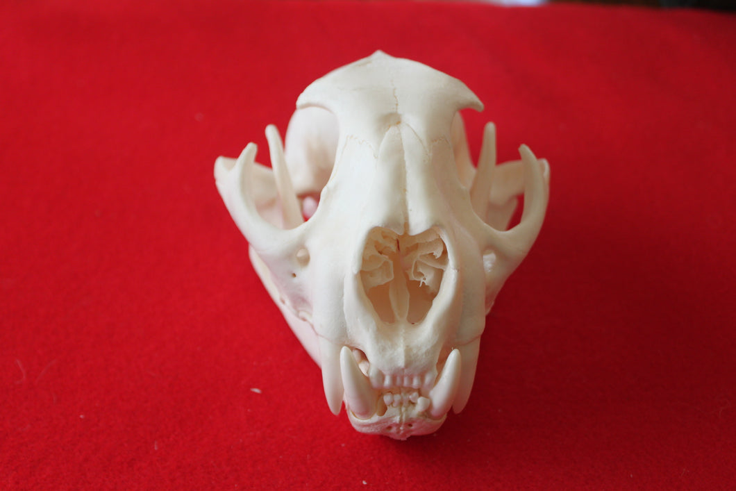 XXXL MOUNTAIN LION SKULL    #( 2023 - 16 )