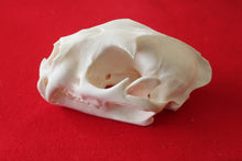 Load image into Gallery viewer, XXXL MOUNTAIN LION SKULL    #( 2023 - 16 )
