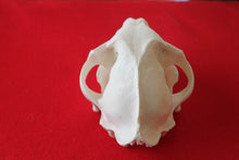 Load image into Gallery viewer, XXXL MOUNTAIN LION SKULL    #( 2023 - 16 )
