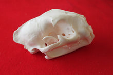 Load image into Gallery viewer, XXXL MOUNTAIN LION SKULL    #( 2023 - 16 )
