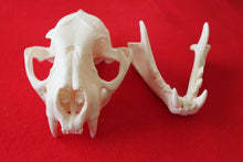 Load image into Gallery viewer, XXXL MOUNTAIN LION SKULL    #( 2023 - 16 )
