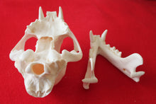 Load image into Gallery viewer, XXXL MOUNTAIN LION SKULL    #( 2023 - 16 )
