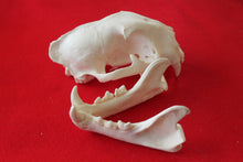 Load image into Gallery viewer, XXXL MOUNTAIN LION SKULL    #( 2023 - 16 )
