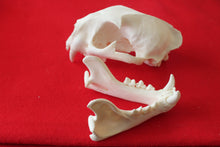 Load image into Gallery viewer, XXXL MOUNTAIN LION SKULL    #( 2023 - 16 )
