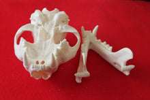 Load image into Gallery viewer, XXXL MOUNTAIN LION SKULL    #( 2023 - 16 )
