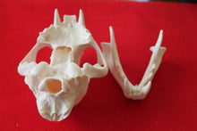 Load image into Gallery viewer, XXXL MOUNTAIN LION SKULL    #( 2023 - 16 )
