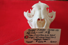 Load image into Gallery viewer, XXXL MOUNTAIN LION SKULL    #( 2023 - 16 )
