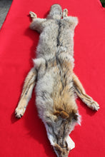 Load image into Gallery viewer, Taxidermy Quality N. Idaho Male Coyote COY1018
