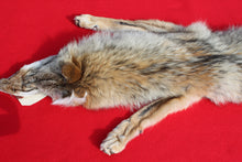 Load image into Gallery viewer, Taxidermy Quality N. Idaho Male Coyote COY1018
