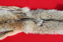 Load image into Gallery viewer, Taxidermy Quality N. Idaho Male Coyote COY1018
