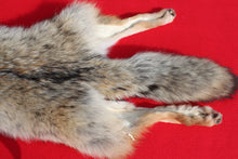 Load image into Gallery viewer, Taxidermy Quality N. Idaho Male Coyote COY1018
