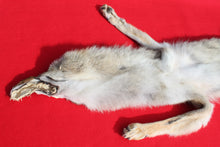 Load image into Gallery viewer, Taxidermy Quality N. Idaho Male Coyote COY1018
