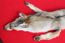 Load image into Gallery viewer, Taxidermy Quality N. Idaho Male Coyote COY1011
