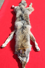 Load image into Gallery viewer, N. Idaho Female Coyote w/ feet and claws COY1015
