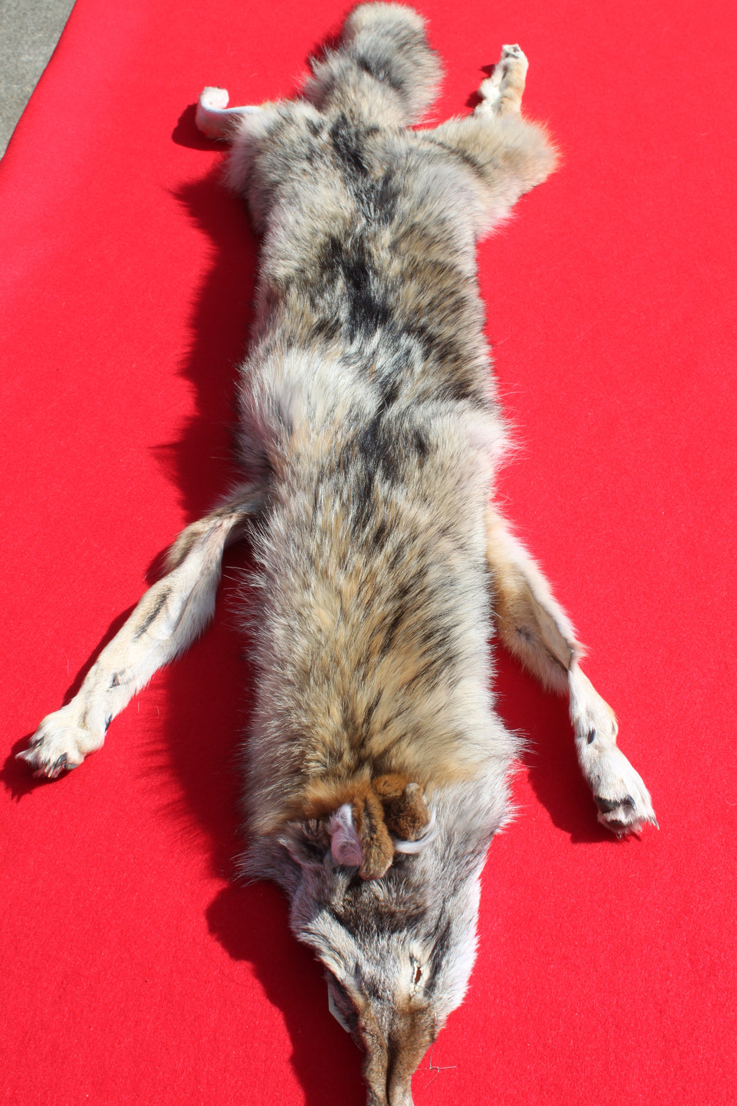 N. Idaho Female Coyote w/ feet and claws COY1015