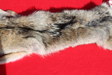 Load image into Gallery viewer, N. Idaho Female Coyote w/ feet and claws COY1015
