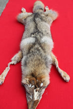 Load image into Gallery viewer, North Idaho Coyote w/ feet &amp; claws - craft grade COY1004
