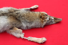 Load image into Gallery viewer, North Idaho Coyote w/ feet &amp; claws - craft grade COY1004
