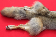 Load image into Gallery viewer, North Idaho Coyote w/ feet &amp; claws - craft grade COY1004
