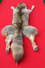 Load image into Gallery viewer, North Idaho Coyote w/ feet &amp; claws - craft grade COY1004
