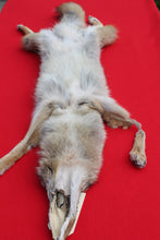 Load image into Gallery viewer, North Idaho Coyote w/ feet &amp; claws - craft grade COY1004
