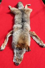 Load image into Gallery viewer, North Idaho Male Coyote w/ feet &amp; claws COY1001
