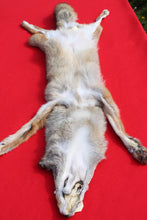 Load image into Gallery viewer, North Idaho Male Coyote w/ feet &amp; claws COY1001
