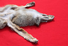 Load image into Gallery viewer, North Idaho Male Coyote w/ feet &amp; claws COY1001
