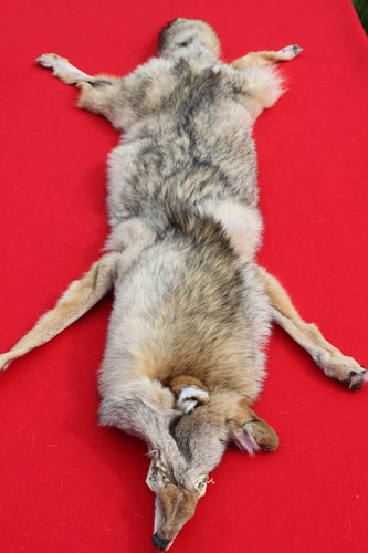 Coyote Hides – The Idaho Fur Shack
