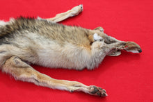 Load image into Gallery viewer, North Idaho Female Coyote w/ feet and claws COY1008
