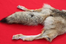 Load image into Gallery viewer, North Idaho Female Coyote w/ feet and claws COY1008
